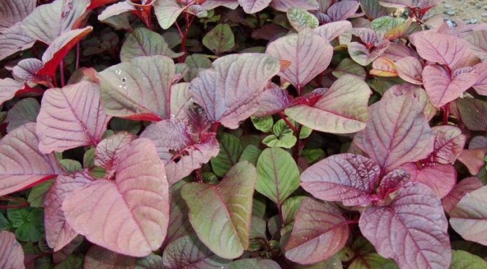 Top 3 Affordable Seasonal Vegetables: Healthy, Delicious, and Fresh from the Market