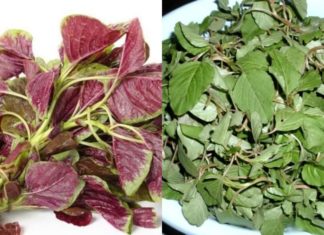 Iron-rich Vegetable as Nutritious as Beef, Yet Affordable and Pesticide-Free