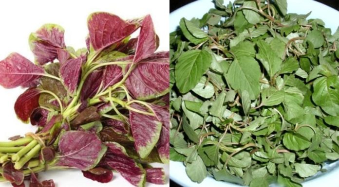 Iron-rich Vegetable as Nutritious as Beef, Yet Affordable and Pesticide-Free