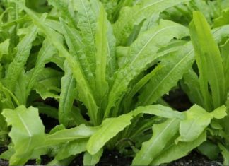 Hidden Health Benefits of a Previously Overlooked Vegetable: Stir-Fried with Beef for a Top-Tier Dish