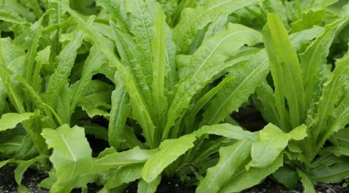 Hidden Health Benefits of a Previously Overlooked Vegetable: Stir-Fried with Beef for a Top-Tier Dish