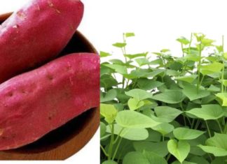Sweet Potatoes: The Healthier Choice?