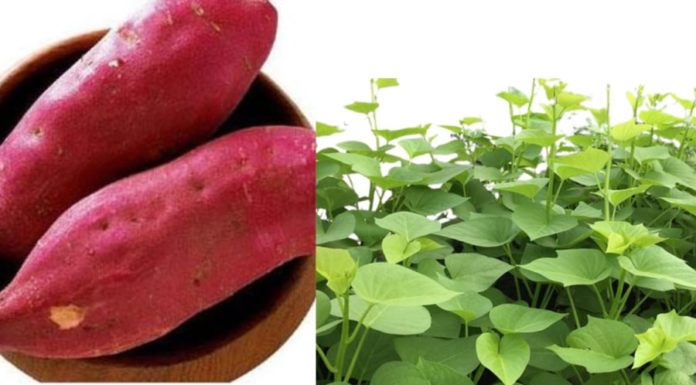 Sweet Potatoes: The Healthier Choice?