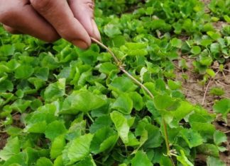 Wild Greens In Your Yard Support Liver Health and Cleanse Gut