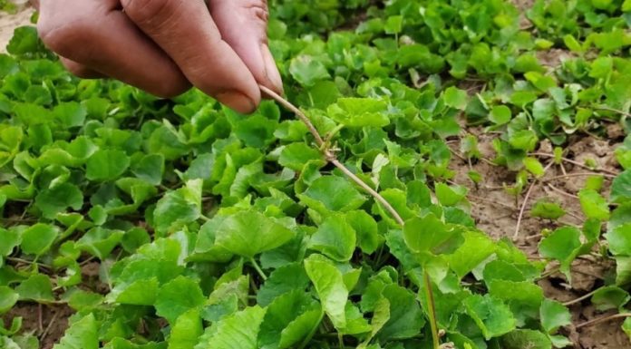 Wild Greens In Your Yard Support Liver Health and Cleanse Gut