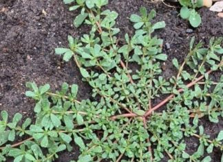 6 Common Plants That Stalk Your Garden—and Also Happen to Be Tasty, Healing Vegetables That Cure 100 Ailments