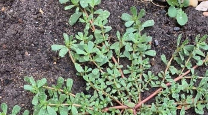 6 Common Plants That Stalk Your Garden—and Also Happen to Be Tasty, Healing Vegetables That Cure 100 Ailments