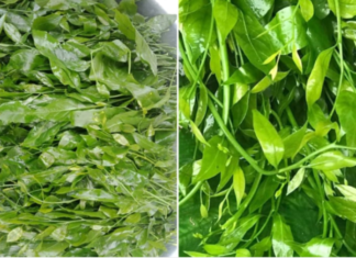 Expensive As Beef, Sweet As MSG, Extremely Nutritious: Ladies Rush to Find