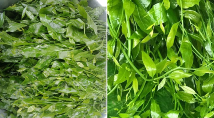 Expensive As Beef, Sweet As MSG, Extremely Nutritious: Ladies Rush to Find