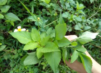 Wild Greens: A Nutritional Powerhouse with a Surprising Culinary Twist