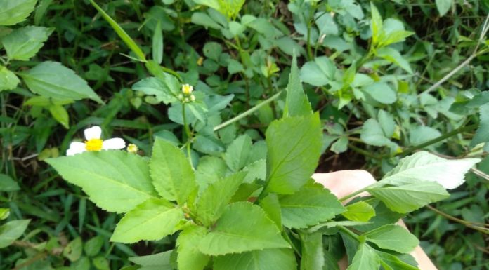 Wild Greens: A Nutritional Powerhouse with a Surprising Culinary Twist