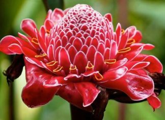 What is Golden Lotus? The Meaning and Uses of Golden Lotus