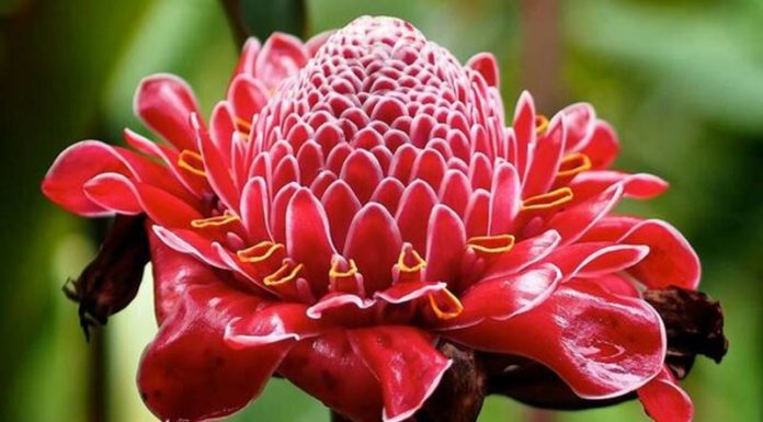 What is Golden Lotus? The Meaning and Uses of Golden Lotus
