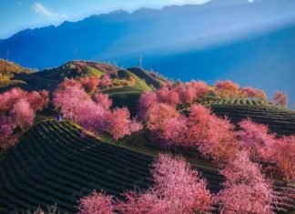 Spring Season of Love, Nostalgia and Spring Festival Phrases