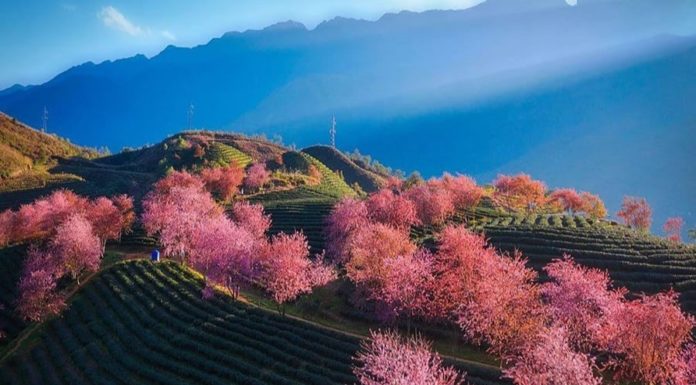 Spring Season of Love, Nostalgia and Spring Festival Phrases