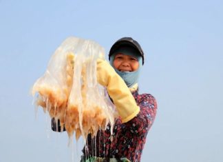 Fishermen Mix Chopped Jellyfish With Sand, Outraging Public as ‘Unhygienic,’ Explanation Stuns