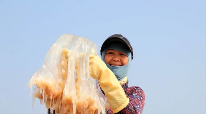 Fishermen Mix Chopped Jellyfish With Sand, Outraging Public as ‘Unhygienic,’ Explanation Stuns