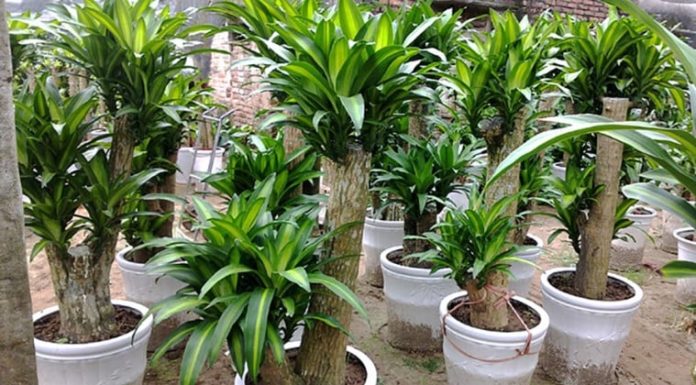 Mulan Plant: An Excellent Feng Shui Plant for Wealth