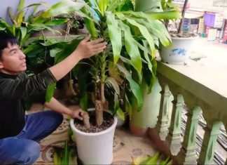 Maximize Your Wealth with Magnolia Tree: Optimal Placement for Prosperity