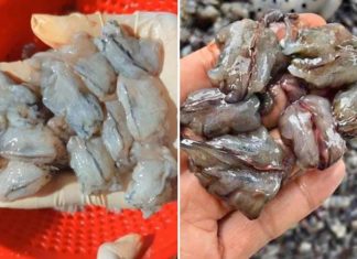 King Prawn Heads – Most Sought After Product by Women This Tet Holiday