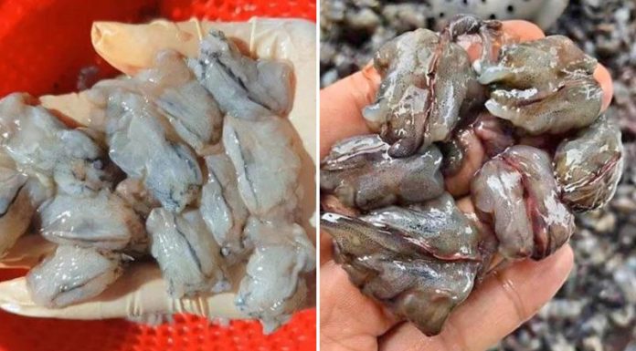 King Prawn Heads – Most Sought After Product by Women This Tet Holiday