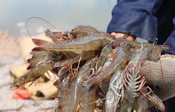 Try this cooking method instead of just boiling or steaming shrimp. You’ll get a firm, sweet and uniquely flavorful dish.