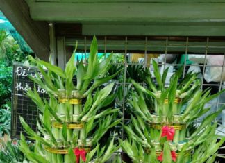 4 Reasons Why Money Trees Are Blacklisted Despite Being Lucky Houseplants