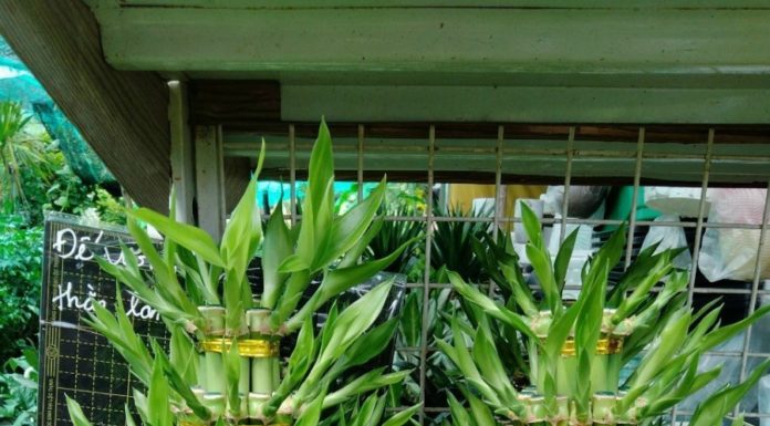 4 Reasons Why Money Trees Are Blacklisted Despite Being Lucky Houseplants