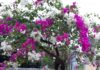 The Magic Elixir: Unlocking Year-Round Bougainvillea Blooms