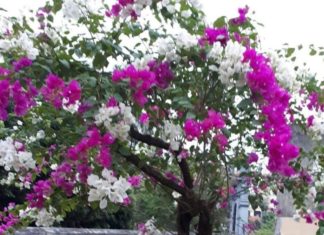 The Magic Elixir: Unlocking Year-Round Bougainvillea Blooms