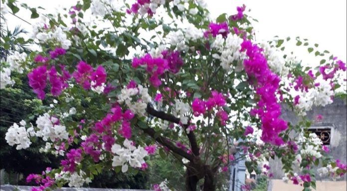 The Magic Elixir: Unlocking Year-Round Bougainvillea Blooms