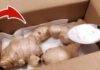 3 Tips for Storing Ginger That Will Keep It Fresh for Half a Year