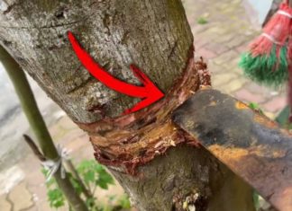 A Superstition From Our Grandparents: “Don’t Cut Down These 3 Trees, Or Your House Will Be Ruined”