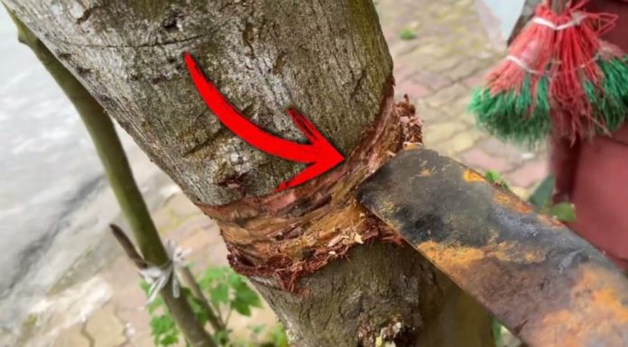 A Superstition From Our Grandparents: “Don’t Cut Down These 3 Trees, Or Your House Will Be Ruined”