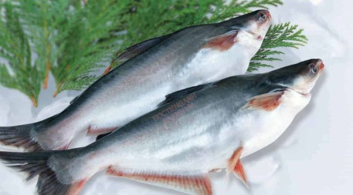 Basa Fish: A Rich Source of Nutrition for Expecting Mothers and Children