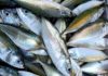 How to Choose Fresh, Chemical-Free Ocean Fish