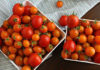 Chef Reveals: Apply this Hack and Your Tomatoes Will Stay Fresh for Up to a Month