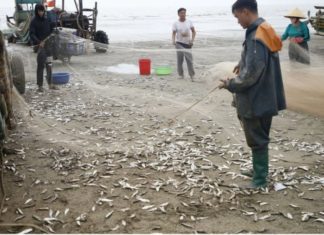 Fish That Costs 1/5th of Salmon but Has Comparable Omega-3s and No Mercury Concerns: Buy This Before It Runs Out