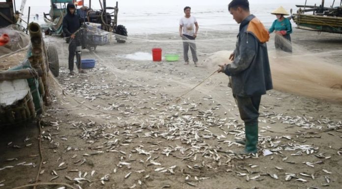 Fish That Costs 1/5th of Salmon but Has Comparable Omega-3s and No Mercury Concerns: Buy This Before It Runs Out