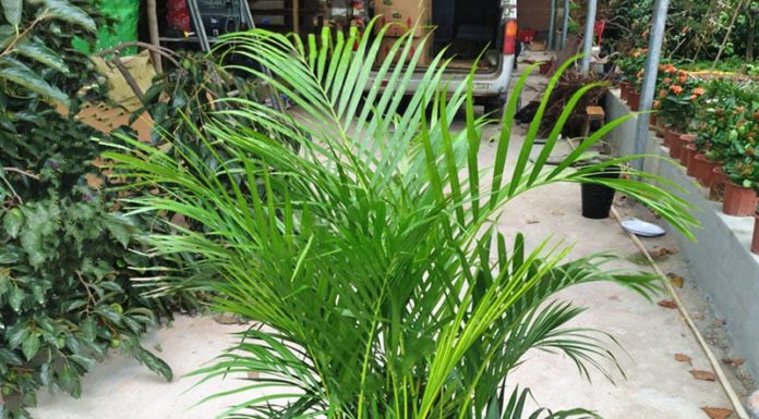 5 Evergreen Plants that Bring Wealth and Prosperity to Your Home: A Feng Shui Guide