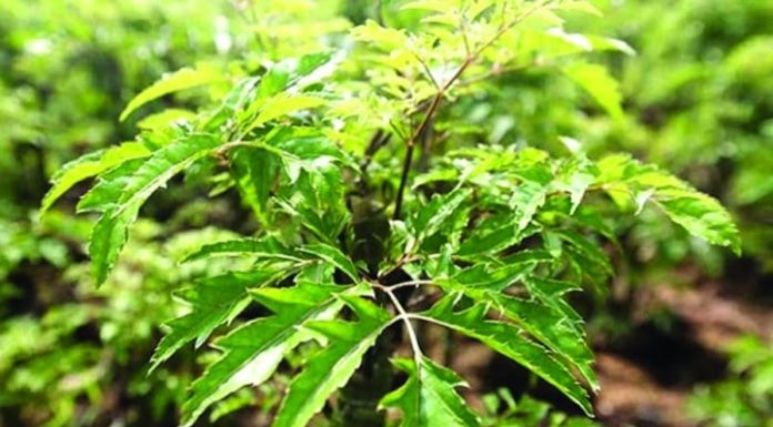 4 Physician-Approved Indoor Plants That Not Only Purify the Air but Also Offer a Multitude of Health Benefits