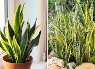 Snake plants: Do this one thing and your snake plant will have lush green leaves and sprout new shoots