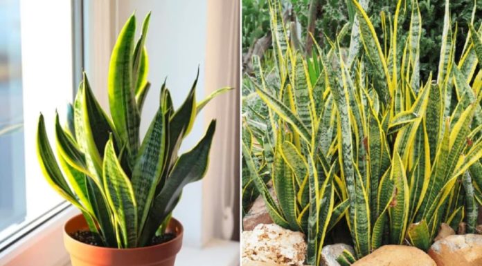 Snake plants: Do this one thing and your snake plant will have lush green leaves and sprout new shoots