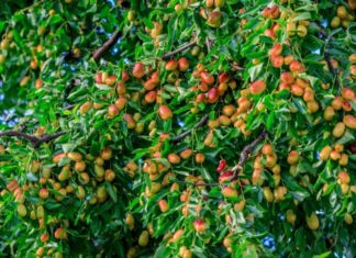 “Before the apple, after the apricot, in the east plant pomegranate, in the west plant rose. If these four trees are planted in the house, there will be prosperity and wealth forever.”