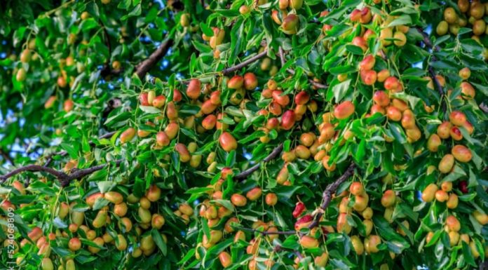 “Before the apple, after the apricot, in the east plant pomegranate, in the west plant rose. If these four trees are planted in the house, there will be prosperity and wealth forever.”