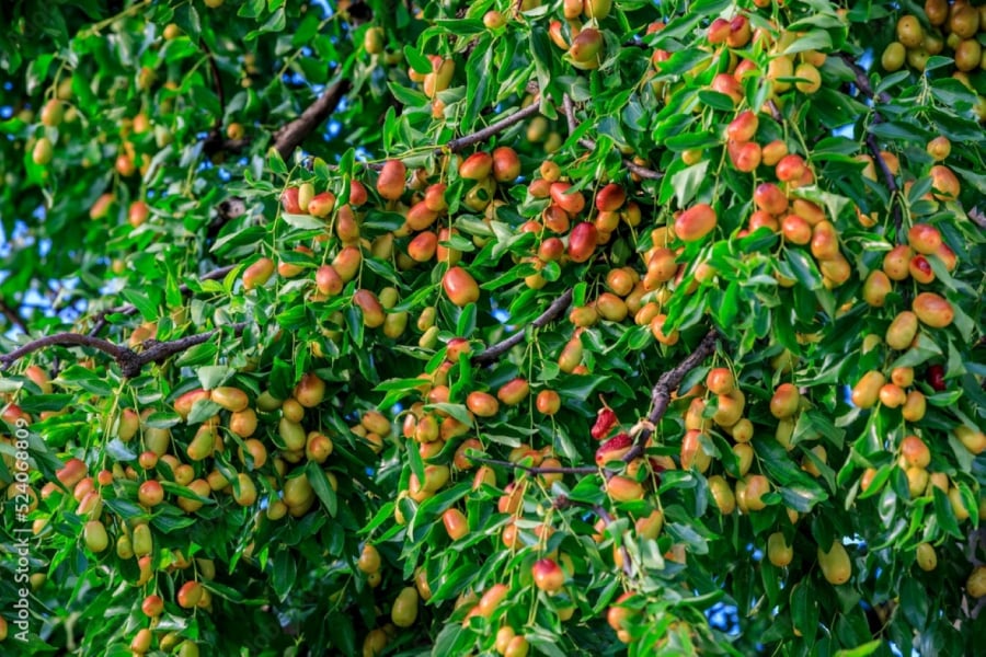 “Before the apple, after the apricot, in the east plant pomegranate, in the west plant rose. If these four trees are planted in the house, there will be prosperity and wealth forever.”