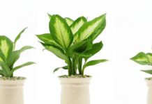 “A Warning to Families: Beware of These Decorative Plants That May Poison Your Little Ones”