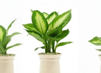 “A Warning to Families: Beware of These Decorative Plants That May Poison Your Little Ones”