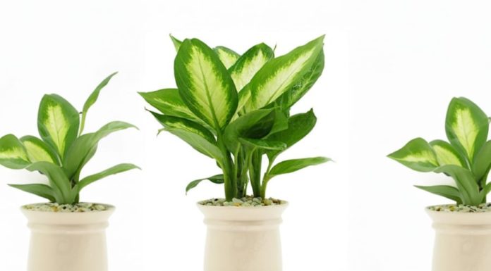 “A Warning to Families: Beware of These Decorative Plants That May Poison Your Little Ones”