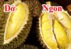 The Ultimate Guide to Buying Durian: How to Spot the Creamiest, Golden-Yellow Flesh with Flat Seeds